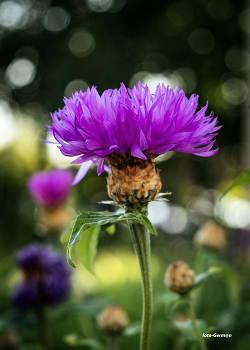 Псефеллюс подбелённый / летнее утро