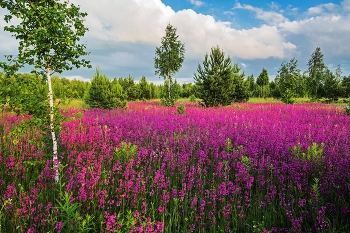 Цветущая смолка / д.Дубровка,Татарстан,Зеленодольский р-он