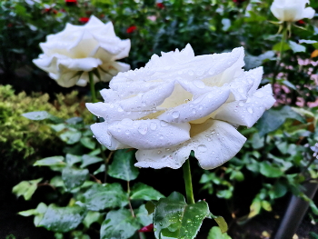 Белая роза / Цветник