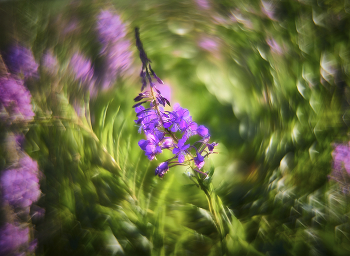 *Кипрей Иваныч* / ------