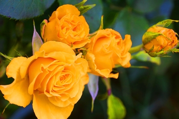 Природный букет / Жёлтые розы