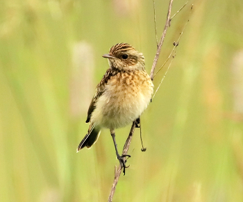 молодой луговой чекан / молодой луговой чекан