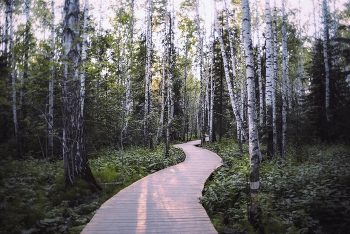 Дорожка в лесу. / ...