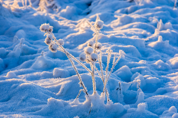 Зима. / 2016 год.