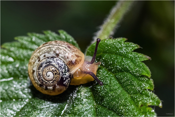 &nbsp; / Кустарниковая улитка (Fruticicola fruticum).