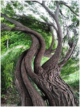 Заколдованный лес... / Лес