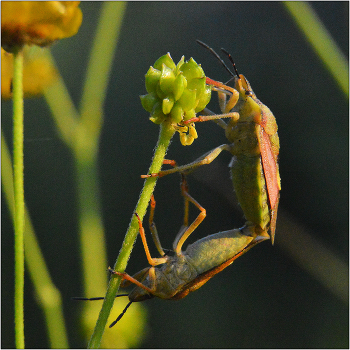 Доброе уторо. / Отряд ПОЛУЖЕСТКОРЫЛЫЕ или Клопы (Heteroptera). Обычно наземные, но встречается и в воде. Около 40 000 видов, итз них 800 в Европе.