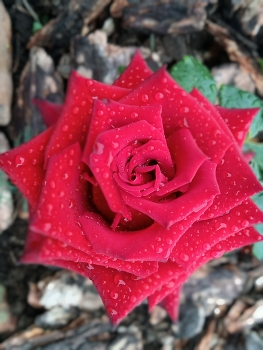 Королева* / Красная роза после дождя