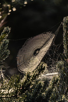 Утро... / Беларусь.
Могилевская область.