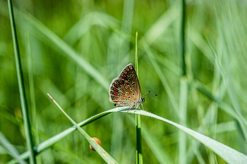 красавица бабочка / Nikon D 700 + гелиос 77м4