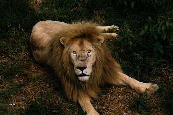 Царь зверей / лев в зоопарке