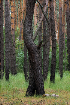 Лесное тангО / ...