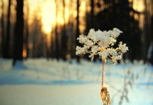 январский день / январь