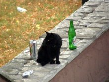 Дебошир =) / *****