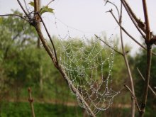 паутинка / ...нынче пауки крутые и паутина у них жемчужная