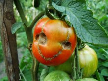 улыбка / помидоры в моем огороде