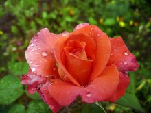 Роза после дождя / немного поправила