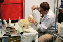 Тут волосинка лишняя! / Собачий грумер (парикмахер) за работой во время самой крупной выставки собак России &quot;Евразии&quot;.