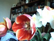 тюльпаны / цветы для деда....