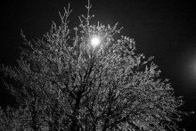 Лед и дерево / Был снег, растаял, потом ударили морозы и получилось такое замороженное дерево