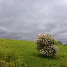 Цветущее дерево на косогоре / в Витебске