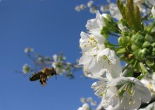 Пчелка / труженница на подлете