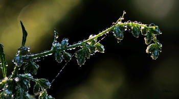 Капельки росы. / ***