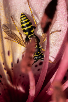 На клумбе... / Беларусь.
Могилевская область.