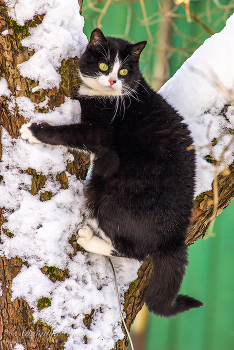 Собака!!! / 2009 год.