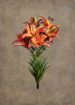 лилия (Lilium arboricola) / лилия