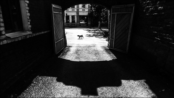 пёс на ураме / ***