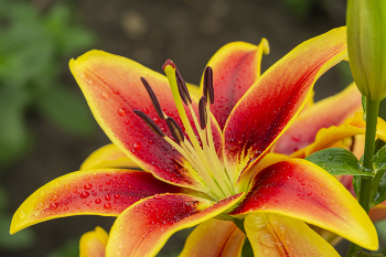 после дождя / в огороде