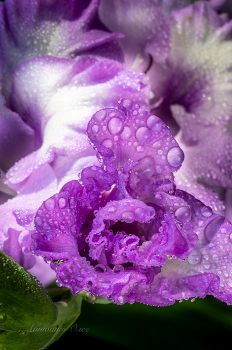 Роса на бутоне гладиолуса. / 2012 год.