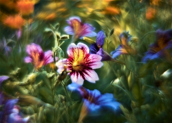 *Salpiglossis* / ----