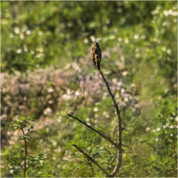 Часовой / Варакушка (Luscinia svecica). Слёток