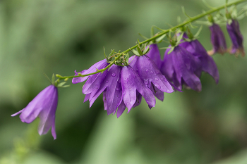 Сиреневое чудо - бубенчик средь травы! / 16-07-2023.