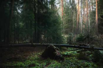 В осеннем лесу / ноябрь, 2019