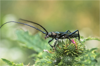 &nbsp; / Усач мускусный (Aromia moschata)