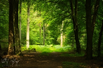 &nbsp; / Ein romantischer und magischer Wald