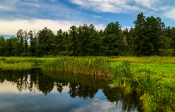 Лес, озеро, облака # 05 / 30 июля 2023 года. Восток Подмосковья, Дрезна.