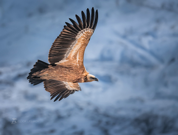 Белоголовый сип / Белоголовый сип (лат. Gyps fulvus) — крупная хищная птица семейства ястребиных, падальщик.
Редкий вид. Занесён в Красную книгу России.
Очень крупный гриф с длинными широкими крыльями и широким хвостом. Длина тела 95—110 см, размах крыльев 230—280 см, вторая по величине птица в Европе. 
Белоголовые сипы питаются исключительно падалью. Они никогда не атакуют живое существо. Птицы могут терморегулировать без помощи обмена веществ, что позволяет им ограничивать потери энергии и воды, соответственно долго жить без еды.

Из фотопроекта «Кавказ без границ».