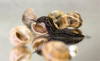 Бедный Йорик... / Большой придорожный, или Большой леопардовый слизень (Limax maximus)