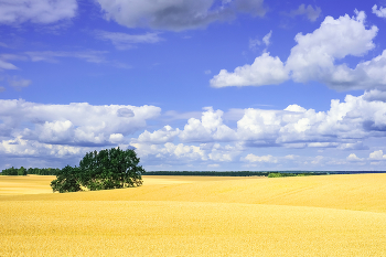 Поля бескрайние... / Лето 2023 года в Поволжье...