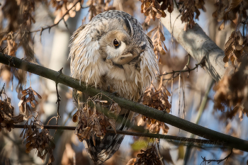 Призадумалась совушка / Long-eared Owl
Emotion in animals