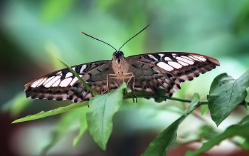 Parthenos sylvia / ***