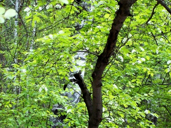 В летнем лесу / Иркутская область