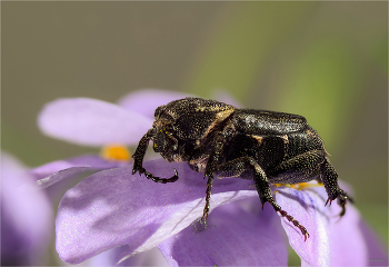  / Пестряк короткокрылый (Valgus hemipterus). Самка