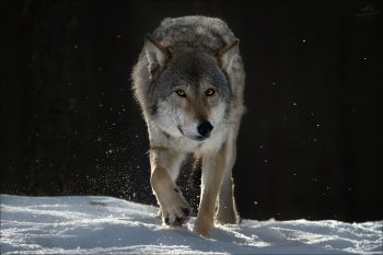 Нос по ветру .. / Беларусь, Витебская область, январь 2022.
Европейский (евразийский ) волк.
© https://phototravel.pro/phototravel2024