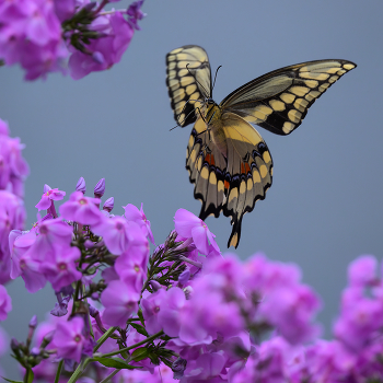 Giant Swallowtail butterfly / ...не настоящий макро, просто случайные снимки