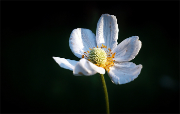 Горделивая анемона / Анемона (Ветреница) лесная. Anemone sylvestris.